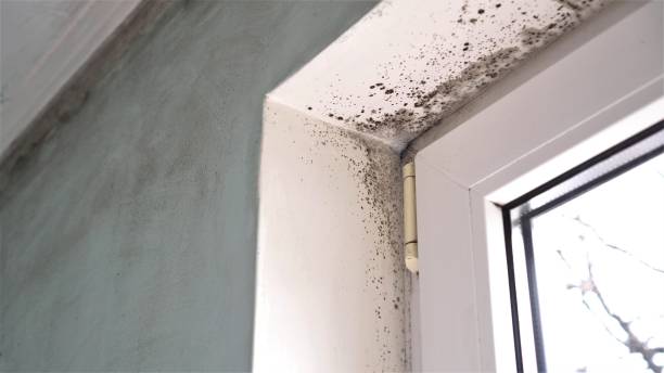 Best Residential Mold Removal  in Chillicothe, OH