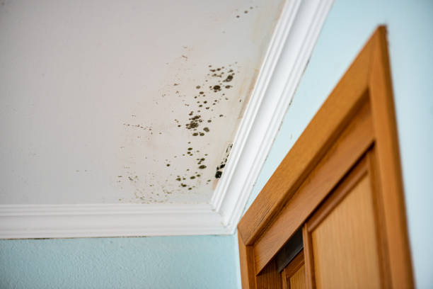 Office Mold Removal Services in Chillicothe, OH
