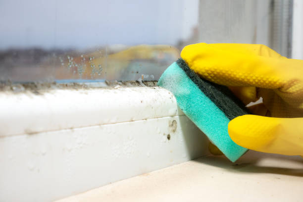 Best Office Mold Removal Services  in Chillicothe, OH