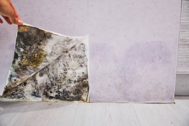 Best Mold Testing  in Chillicothe, OH